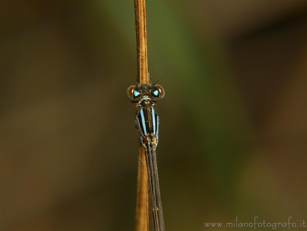 Torre San Giovanni (Lecce, Italy) - Tiny dragonfly of not yet identified species